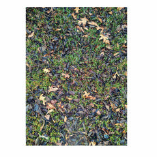 Bush-Hidden Amongst the Fallen Leaves-(S) 4BD,P