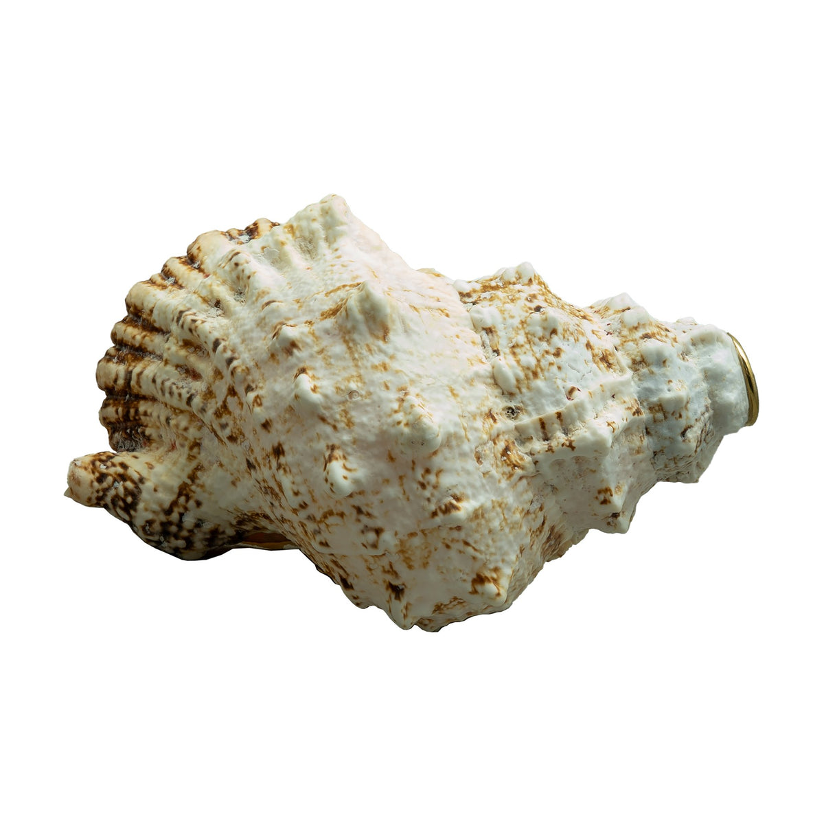 Conch Shell Horn Back