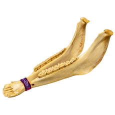 Donkey Jawbone (Quijada)